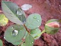 Picture Title - first rains