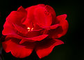 Picture Title - Rose