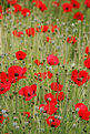 Picture Title - Poppies Galore!