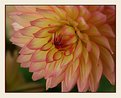 Picture Title - Dahlia