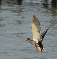 Picture Title - Mallard on Approach 2