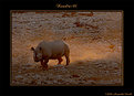 Picture Title - Rhino on sunset..