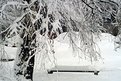 Picture Title - Winter in Park