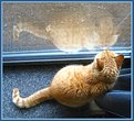 Picture Title - Window cat