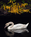 Picture Title - Swan