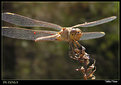 Picture Title - landing dragonfly