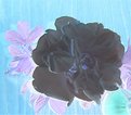 Picture Title - Black Rose