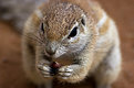 Picture Title - Ground Squirrel