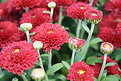 Picture Title - Mums