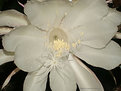 Picture Title - Dama da Noite (Cereus [25] )