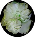 Picture Title - Round rose