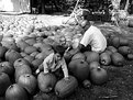 Picture Title - pumpkin farm
