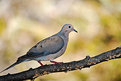 Picture Title - Dove