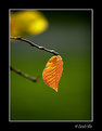 Picture Title - Autumn is here...