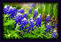 Picture Title - Blue Bonnets in Cedar Park Texas