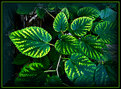 Picture Title - Glowing Leaves...