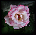 Picture Title - Chicago Peace Rose