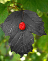 Picture Title - The Little Red Berry