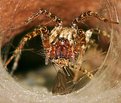 Picture Title - Funnel Weaver  Spider  vs  Cranefly