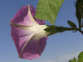 Picture Title - MORNING-GLORY