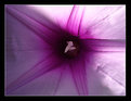 Picture Title - Purple Star