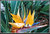 Colors!!! ( The Bird of Paradise!!) 