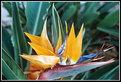 Picture Title - Colors!!! ( The Bird of Paradise!!) 