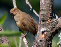 Picture Title - Brownbird