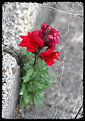 Picture Title - In the gutter