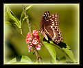Picture Title - Midday Butterfly