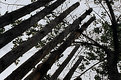 Picture Title - Reaching for the Sky