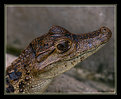 Picture Title - Baby Caiman