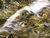 Flowing Spring Creek