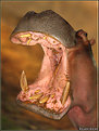 Picture Title - Hippopotamus amphibius