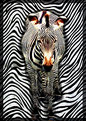 Picture Title - Pyschadelic Zebra