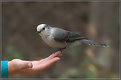 Picture Title - Gray Jay