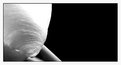 Picture Title - B&W
