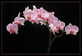 Picture Title - orchid