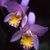 Orchid variation no 02