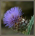 Picture Title - Thistle