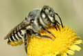 Picture Title - Worker Bee