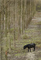 Picture Title - Horse in Tree's