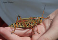 Picture Title - grasshopper