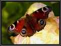 Picture Title - Butterfly -2-