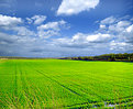 Picture Title - Rice Field