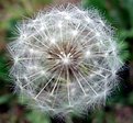 Picture Title - Dandelion