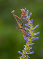 Picture Title - Mantis on Pickerelweed