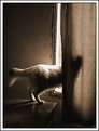 Picture Title - "La curiosidad del Gato"