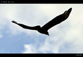 Picture Title - Flight