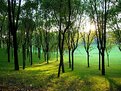 Picture Title - Afternoon in the park